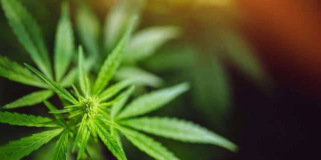 Legalizing Marijuana Leads to Higher Rates of Addiction 1 Legalizing Marijuana Leads to Higher Rates of Addiction